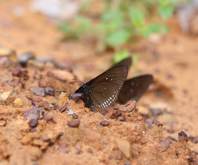 Common Indian Crow butterfly (Euploea core Lucus)