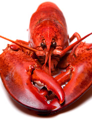 Lobster over white background