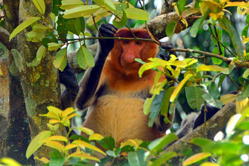 Obraz premium Proboscis monkey, Borneo, Malaysia