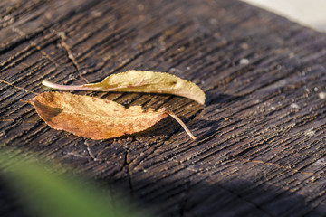 Yellow leaf on the wet hemp