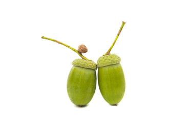 Green acorn