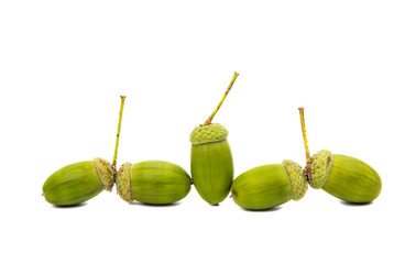Green acorn