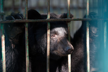 sad bear in a cage