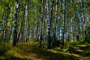 Fototapeta premium Брянская весна