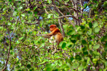 Proboscis monkey, Borneo, Malaysia