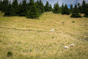 Flock of sheep on mountain pastures