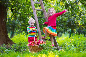 Kids picking apples in fruit garden