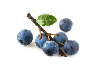 Sprig blackthorn isolated on a white