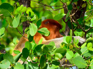 Obraz premium Proboscis monkey, Borneo, Malaysia