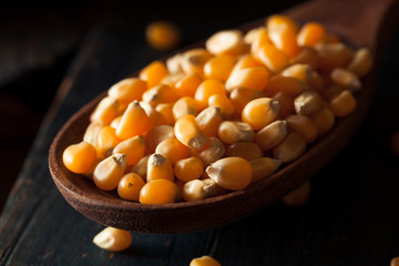 Raw Organic Yellow Popcorn