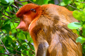 Proboscis monkey, Bako National Park, Borneo