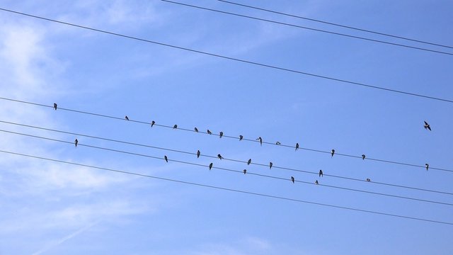 Swallows resting and grooming on power lines cables, birds in groups, animal behavior, 4k uhd footage.