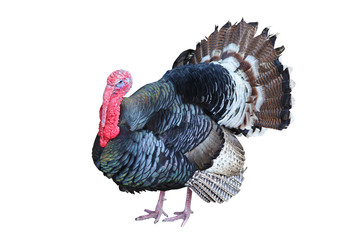 turkey isolated on the white background