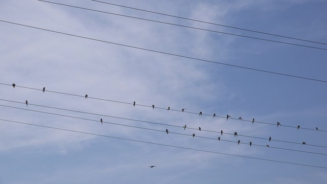 Swallows resting and grooming on power lines cables, birds in groups, animal behavior, 4k uhd footage.