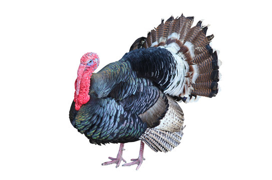 Fototapeta turkey isolated on the white background