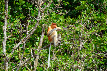 Proboscis monkey, Borneo, Malaysia
