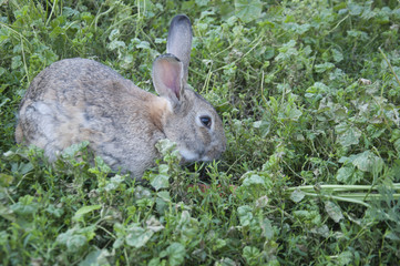 rabbit