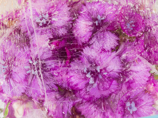 Obraz premium purple flowers in ice