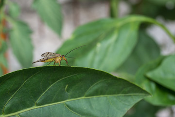 Fototapeta premium Mücke