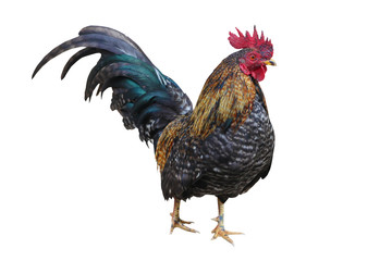 chicken bantam, Rooster isolated on white (Die cutting)