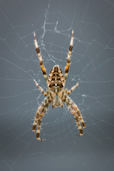 Cross spider hanging inside its web