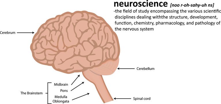 Neuroscience Definition