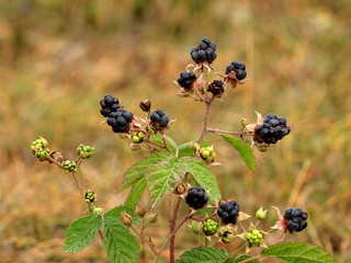 Kratzbeere, Gotlland Brombeere - wird auf Gotland Weihnachten auf Pfannkuchen gegessen