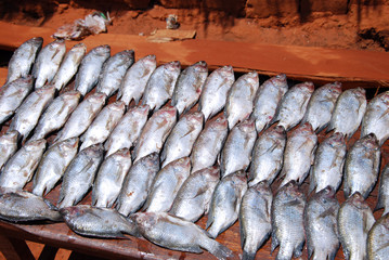 Fresh fish exposed on the market stalls of the village Pomerini