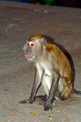 Long-tailed macaque, Batu Caves, Malaysia
