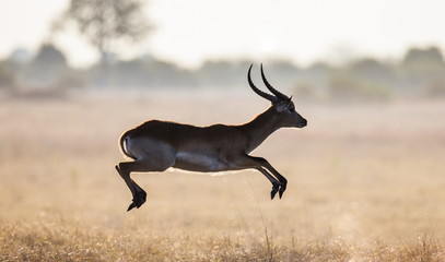 Antilope, die durch die Savanne läuft! Botswana. Afrika.