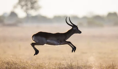Fototapete Antilope Antilope, die durch die Savanne läuft! Botswana. Afrika.
