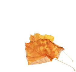 Naklejka premium dry autumn yellow linden leaves isolated white background