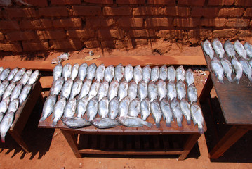 Fresh fish exposed on the market stalls of the village Pomerini