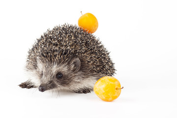 hedgehog and yellow cherry plum isolated