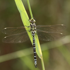 Blaugrüne Mosaikjungfer