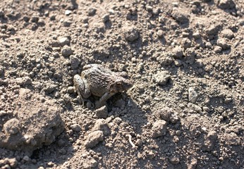 土と同色のカエル / Frog of ground color