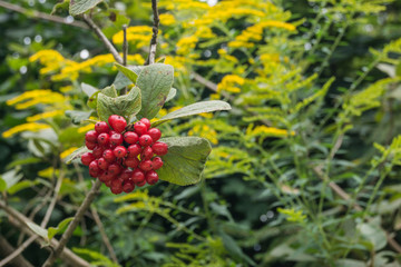 Runzelblättriger Schneeball