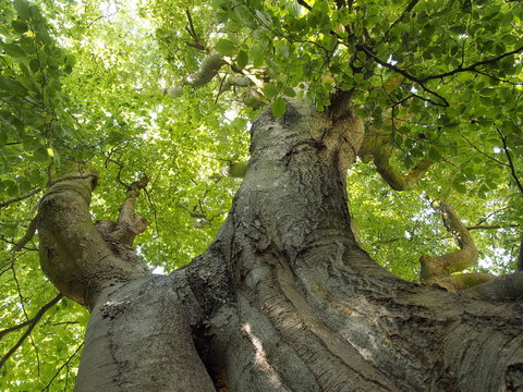 Knorriger Buchenbaum