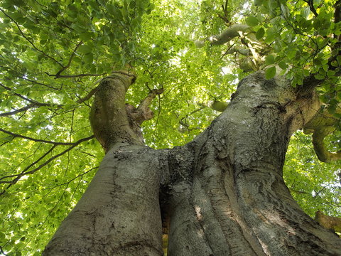 "Jahrhundert" - Buchenbaum