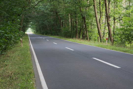 Fototapeta Droga przez las.