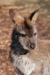 Wallaby