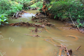 Leśny strumień. © boguslavus