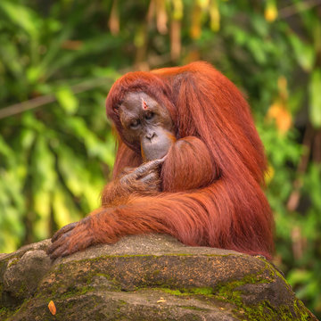 Orangutan in the Singapore Zoo