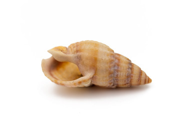 shell