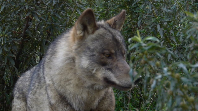  Iberian wolf look deep into the bushes of Mediterranean forests   