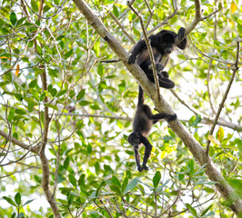 Howler Monkeys