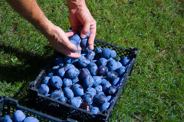 harvest of ripe juicy plums collected in a basket standing on a green grass