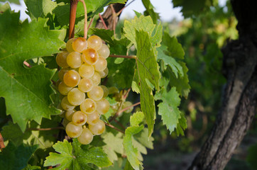 Moscato