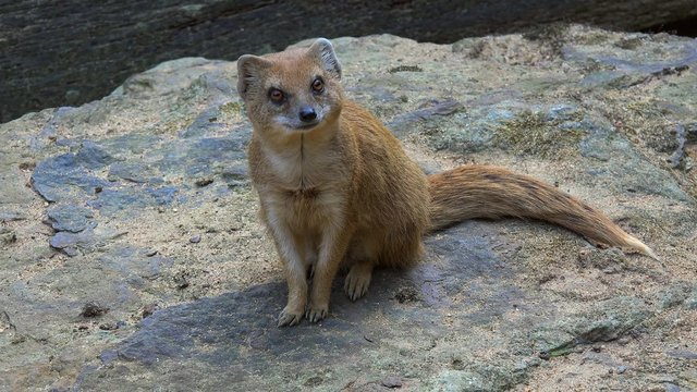 Yellow mongoose (Cynictis penicillata).