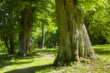 The old park, the huge trunk of an old linden tree. © gashgeron